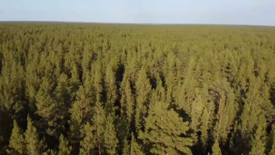 Недостачу семян на ₸12 млн выявили в филиале «Ертіс орманы»