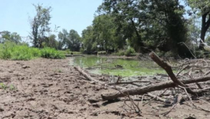 Фермеры Техаса борются с засухой