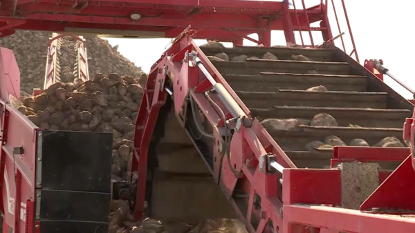 На 1500 га сократили посевы сахарной свеклы в области Жетысу