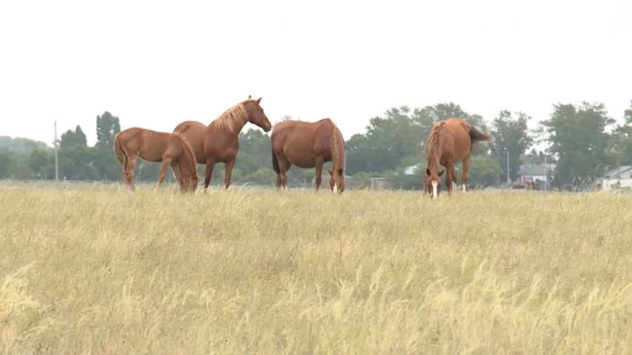 «Ауыл аманаты»: биыл 5 мың жеңілдетілген несие беріледі