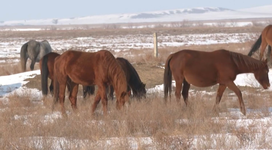 Алматы облысында мал ұрлығы тыйылмай тұр