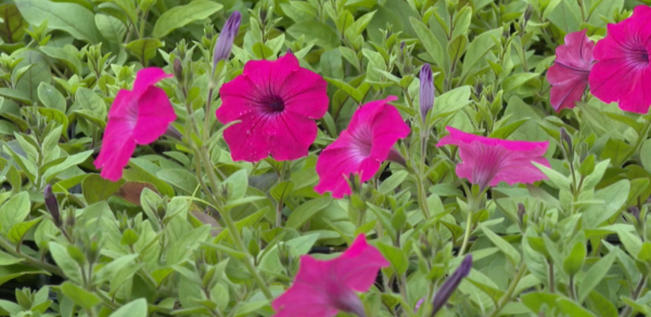 Елордаға төрт млн түп гүл егіледі