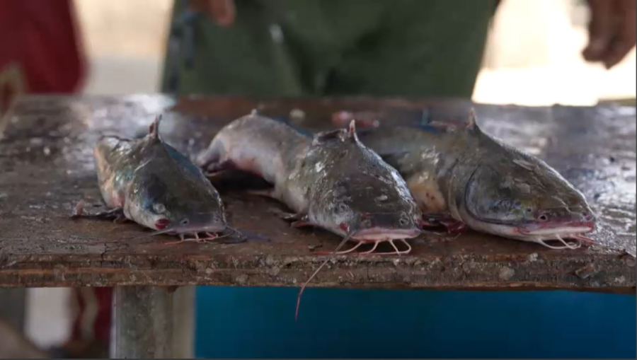 Венесуэлада балық шаруашылығы тұралады