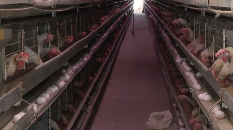 Құс фабрикасының өндірістік қуаты артады