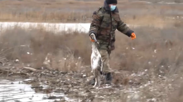 Гибель лебедей в Мангистауской области: карантин объявлять не будут