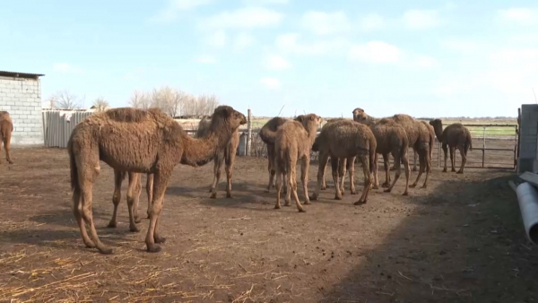 Шардара ауданында 63 шаруа қожалығы түйе ұстап отыр
