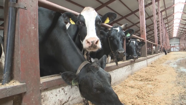 Қостанай облысында «Ауыл аманаты» бойынша 600-ге жуық адамға несие беріледі