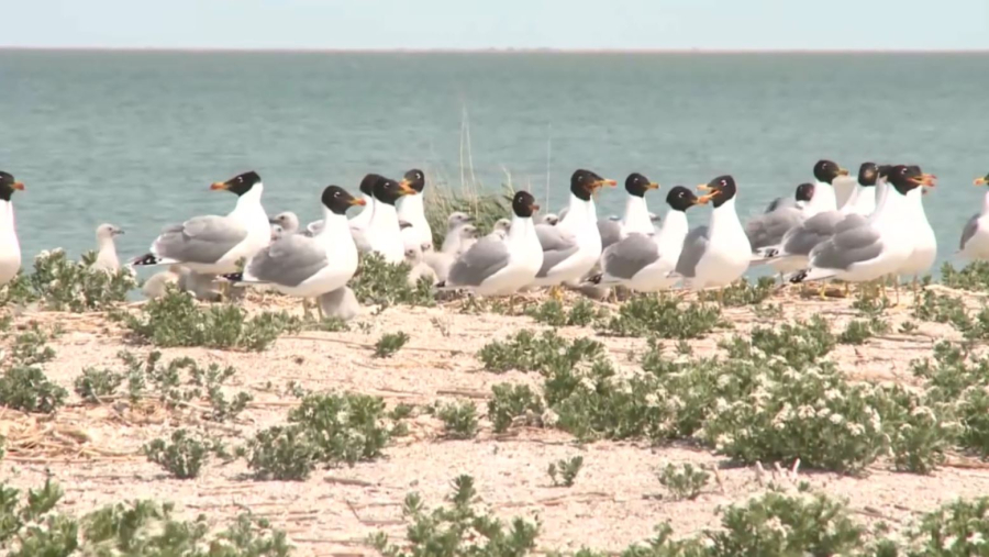 Атыраудың «Ақжайық» резерваты аумағында құс қырылды