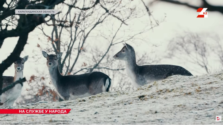 На защите сайги: работа инспекторов лесного хозяйства и животного мира