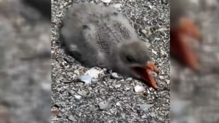 Птицы массово гибнут в природном заповеднике «Акжайык»