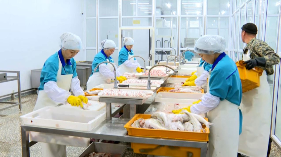 Қызылорда облысында жасанды тоғанда балық өсіретіндерге субсидия беріледі