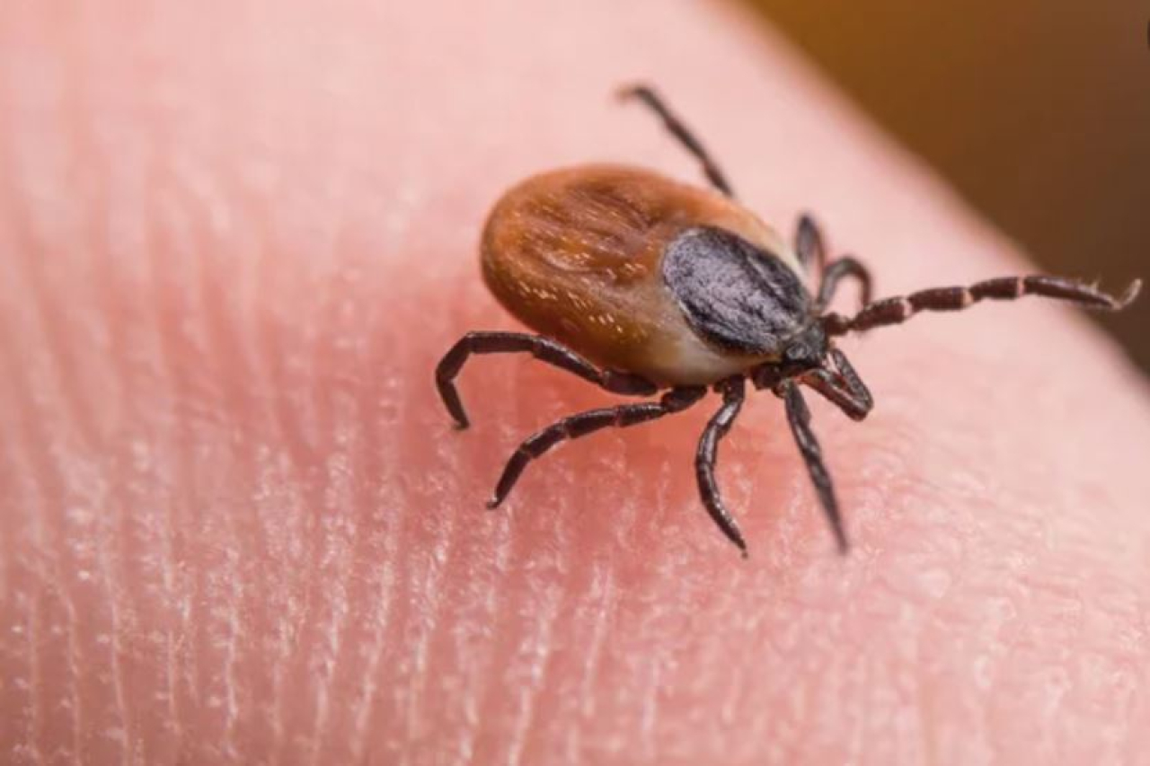 Сезон клещей: что нужно знать о Конго-Крымской лихорадке