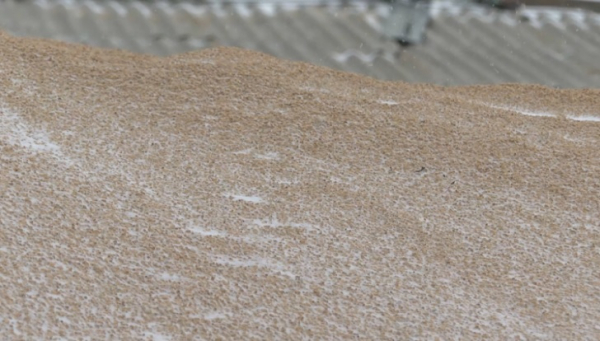 Акмолинские аграрии не могут сдать зерно на элеваторы