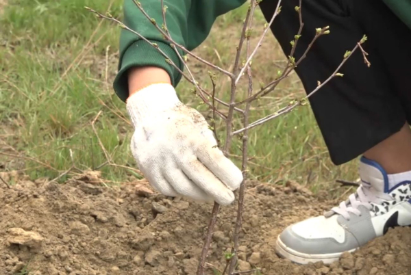 Атыраулық жастар балалар үйінің ауласына 200 жеміс ағашын екті
