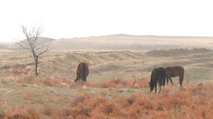 Как борются со скотокрадством в Жамбылской области