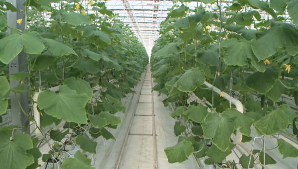 Еліміздің бау-бақша саласында шетелдік тәжірибе қолданылады