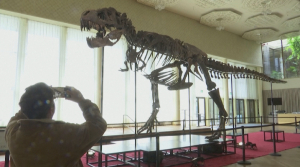 Скелет тираннозавра продан на аукционе за $6 млн