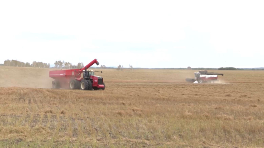 Казахстан начал экспортировать пшеницу в Норвегию, Марокко и Великобританию