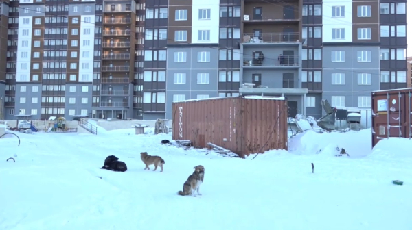 Бродячих собак и кошек стало больше в Петропавловске