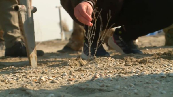 Высохшее дно Аральского моря засеивают саксаулом