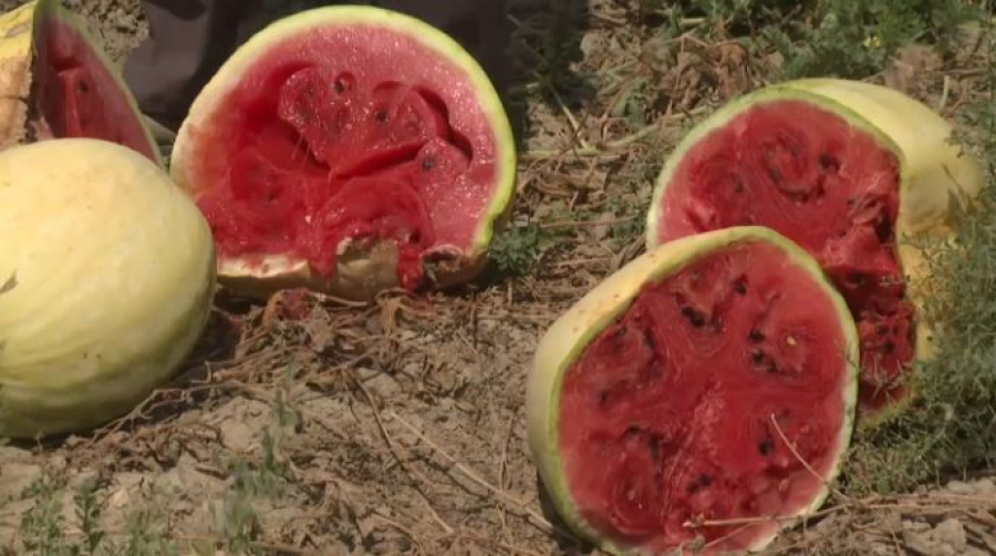 Бахчеводам помогут наладить сбыт арбузов в Жамбылской области