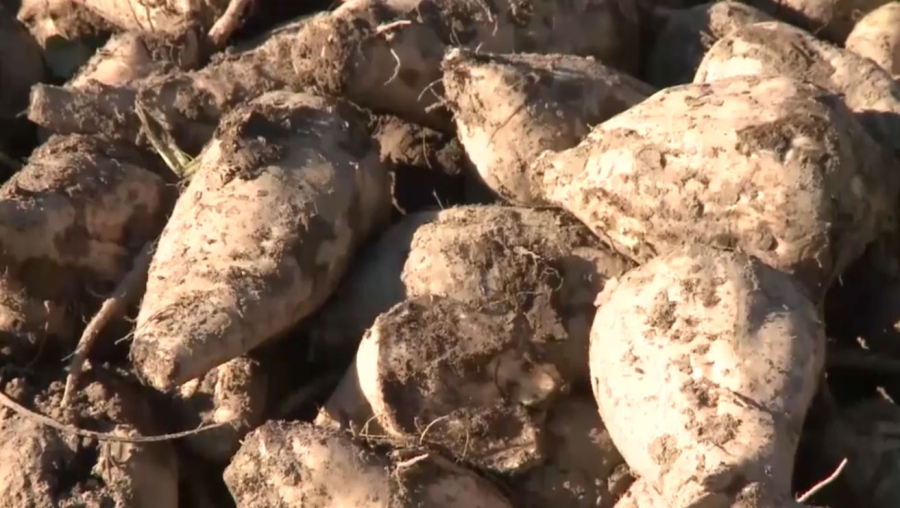 Биыл қант қызылшасы бітік шықты