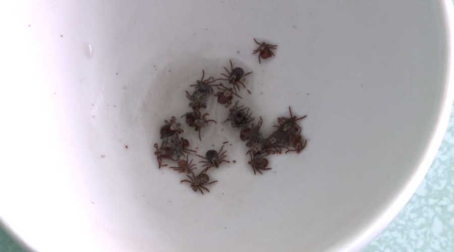 30 человек пострадали от укусов клещей в Костанайской области