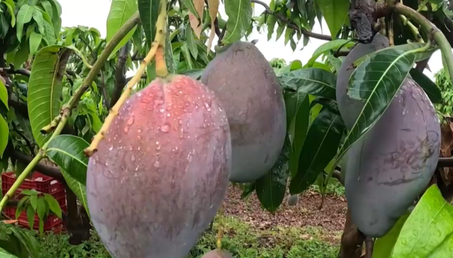 Трамп снизил пошлины на бразильские товары