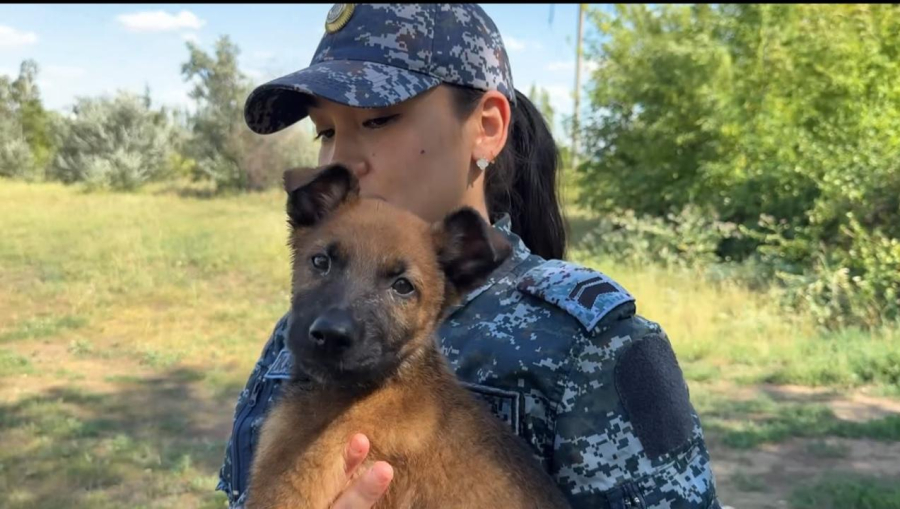 Будущие четвероногие полицейские: в Астане начали тренировать четырёх щенков