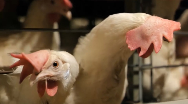 Почти ₸2 млрд выделили на реализацию проекта «Ауыл аманаты» в СКО