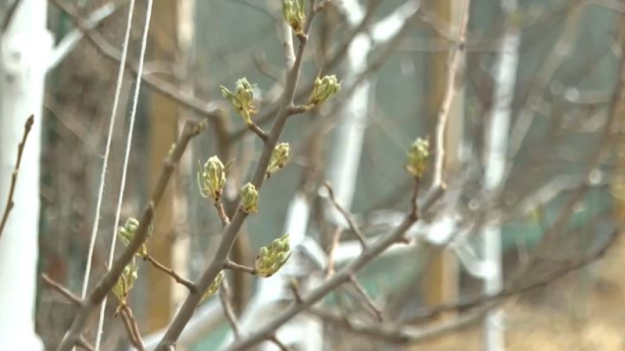 Житель Актобе запускает проект по озеленению города яблонями