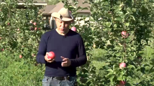 Уральский садовод возрождает былую славу яблочного края в ЗКО