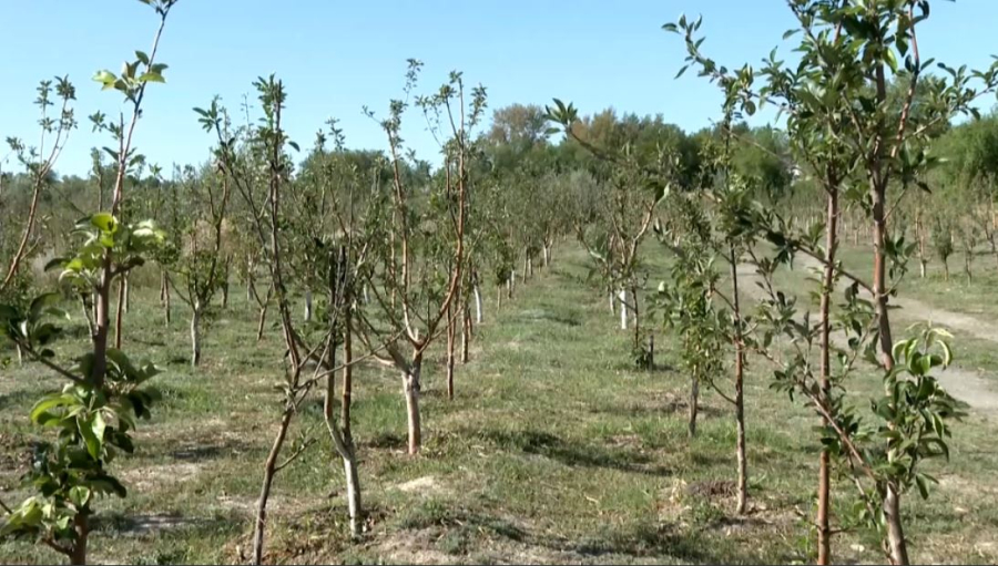 Қарағандыда алма бақтары көбейіп келеді