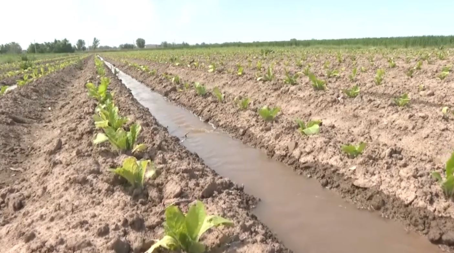 Шымкентте ауыл шаруашылығы жерлеріне салынатын салық төмендетілді