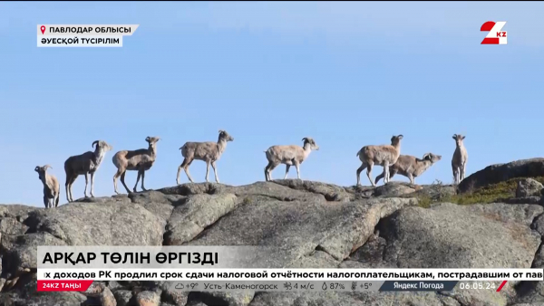 Биыл арқарлар егіз қозықа көп туып жатыр