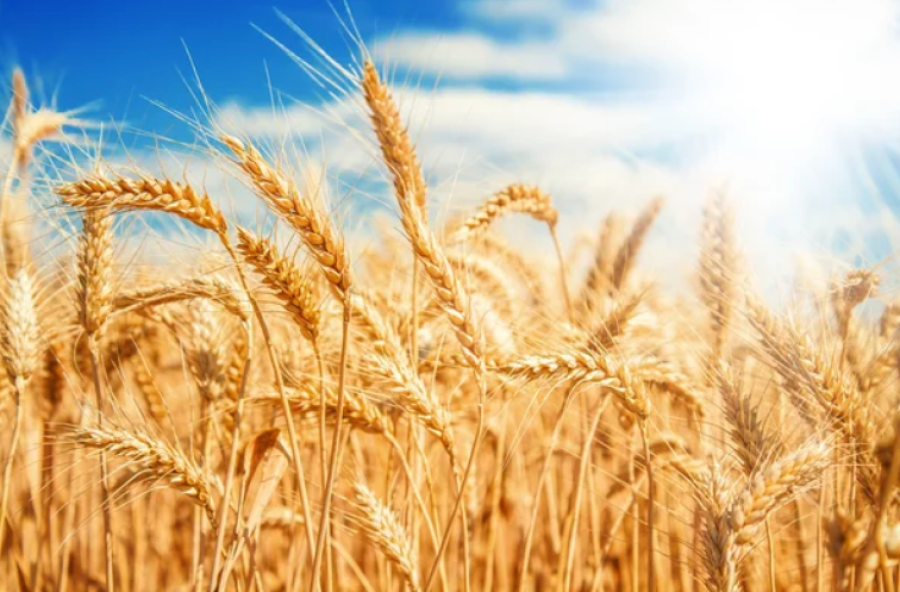 Почти 9,5 млн тонн зерновых намолочено в Казахстане