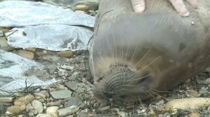 Специалисты выясняют причину гибели тюленей на Каспии