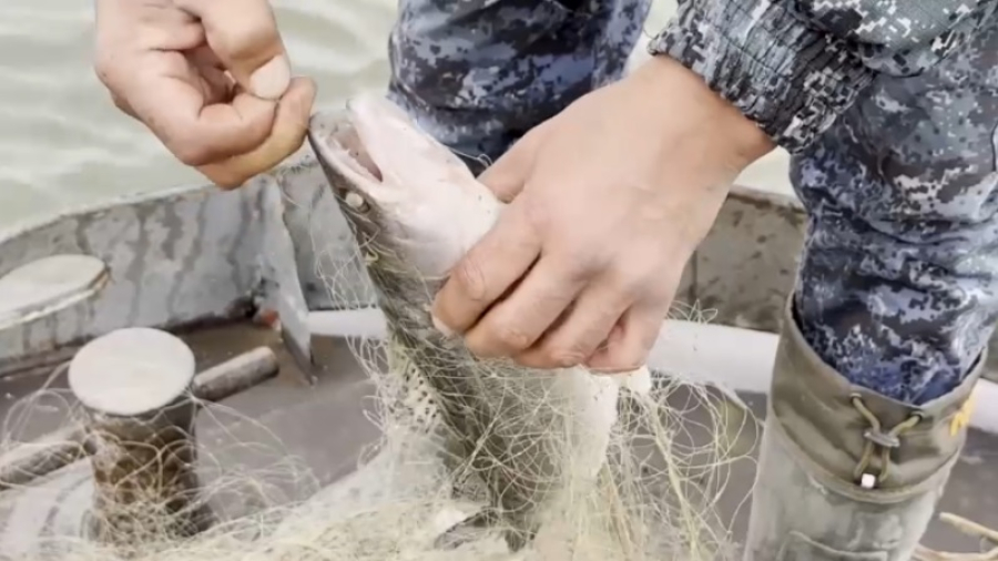 В Урале выросла популяция судака