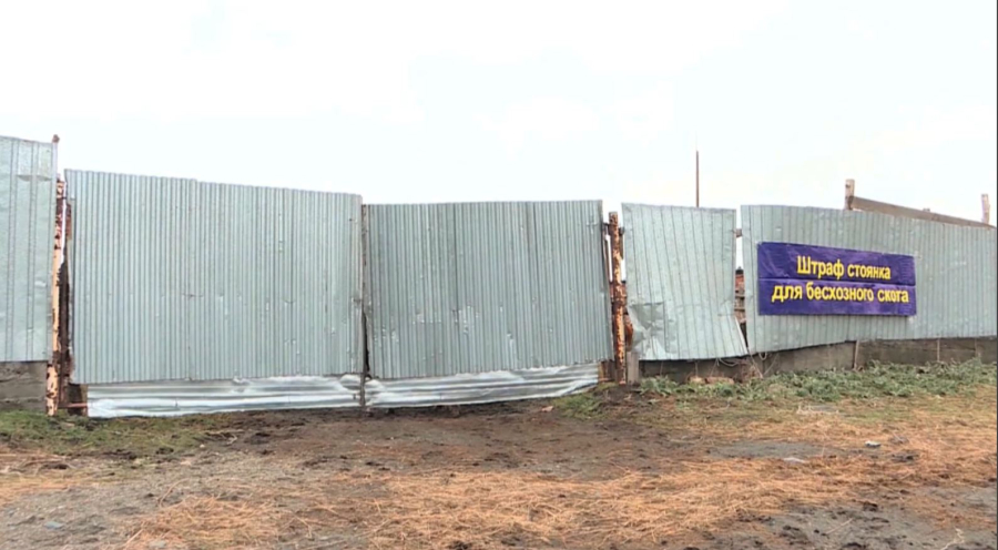 ШҚО-да қараусыз жүрген мал жол апатына себепкер болып отыр