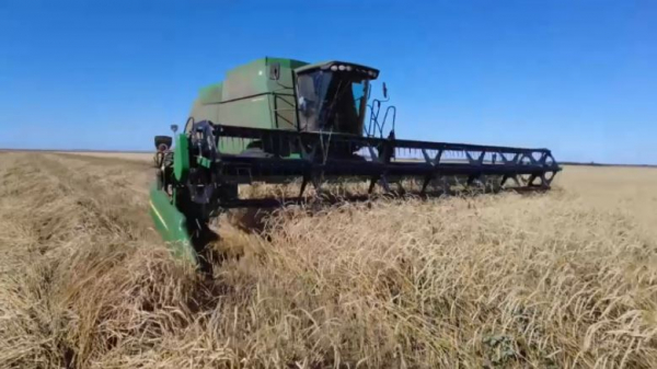 Больше 3 млн тонн зерна намолочено в Костанайской области