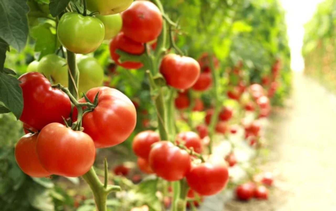 При ввозе подкарантинной продукции в Казахстан выявили 145 нарушений