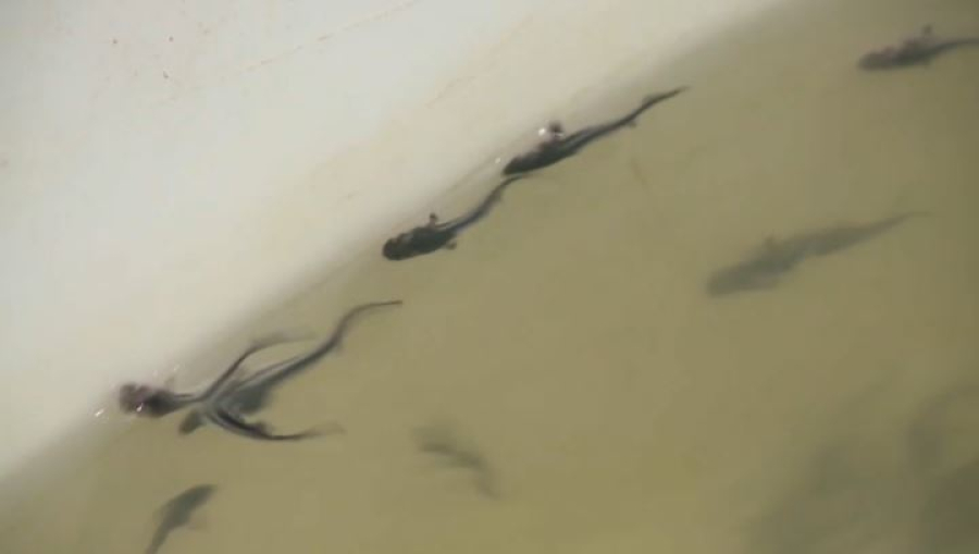 Товарные фермы рыбного направления развивают в Атырауской области