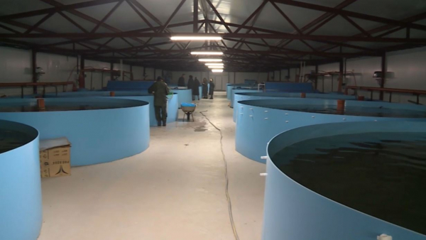 Товарное рыбоводство развивают в Костанайской области