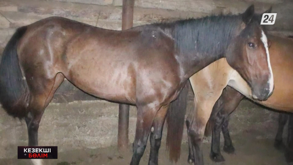 ШҚО-да бір үйір жылқы қолды болды