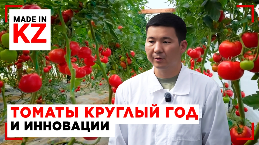 Овощи без сезона: как в Павлодарской области работают теплицы нового поколения