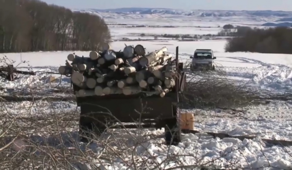 Незаконные схемы коммерческих вырубок леса выявлены в ВКО