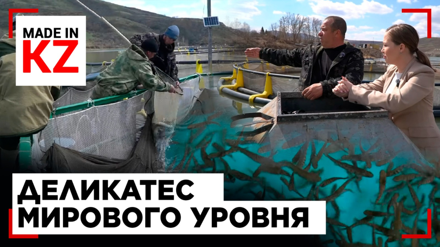 Форель с берегов Иртыша: как в Казахстане выращивают деликатес мирового уровня