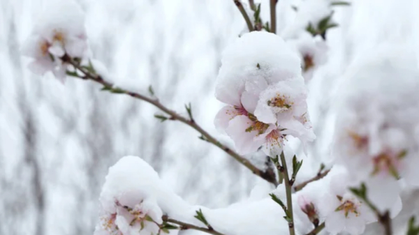Морозы ожидаются в ряде регионов Казахстана