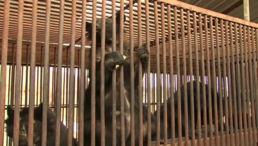 В Южной Корее запретили разводить медведей ради добычи желчи