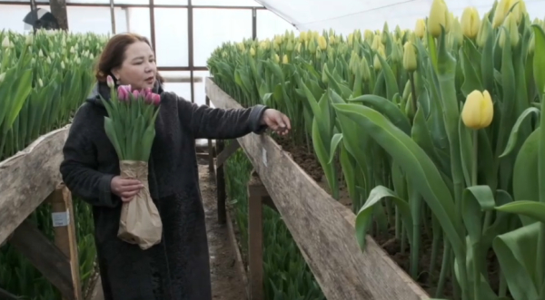 Қараоба ауылында қызғалдақ гүлдеді